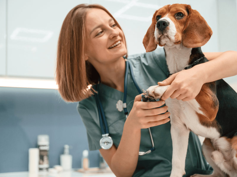 Scribe IA ou dictée vocale : quelle solution choisir pour sa clinique vétérinaire ? Dicma vous dit tout !