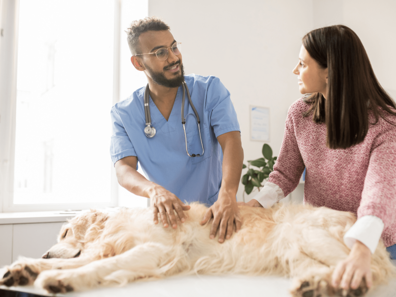 Dicma vous donne 5 fonctionnalités indispensables de Dragon Medical One Veterinary !