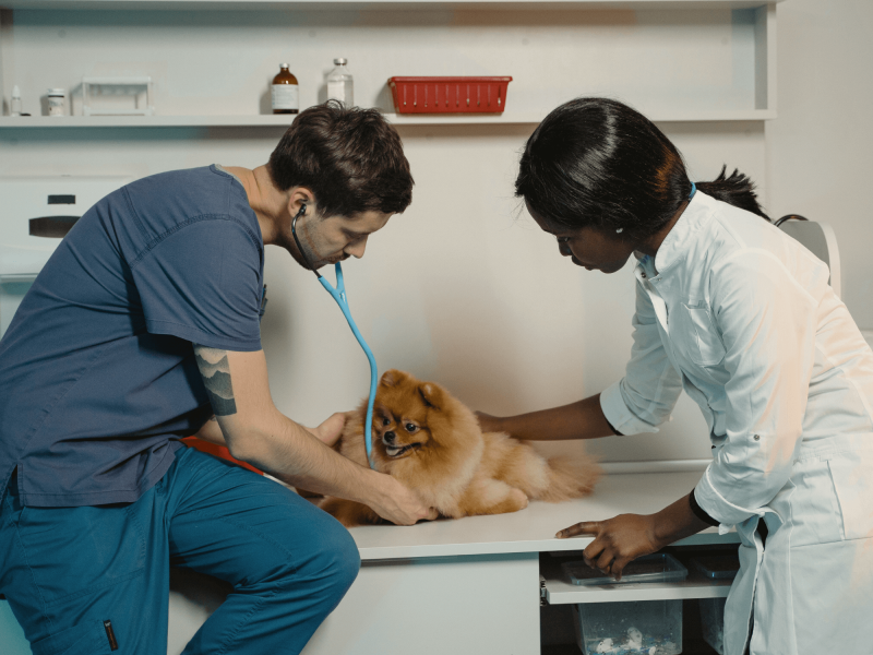 Quel Scribe IA vétérinaire choisir ? - DicmaVet